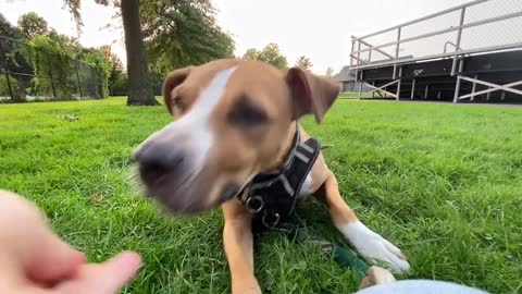 Reactive Dog Engage and Disengage Training Exercise: