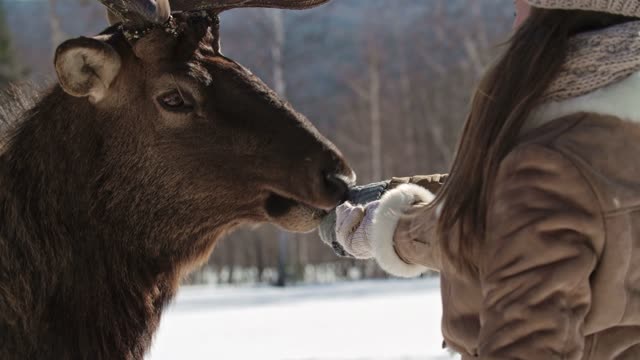 Woman feeds giraffe