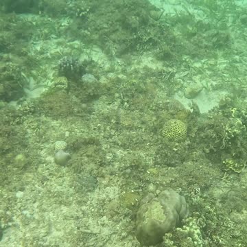 Snorkeling Morning!!