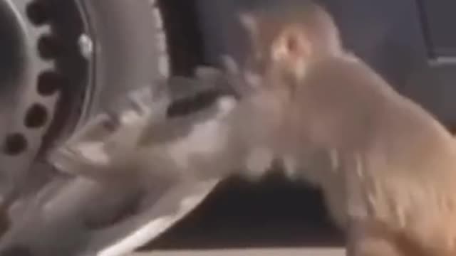 Stinky monkeys steal things