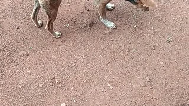 Indian Cute Dog
