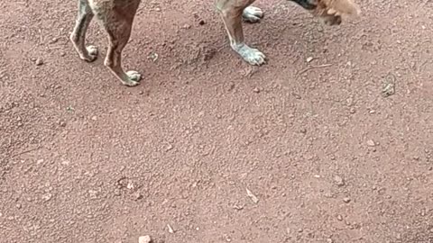 Indian Cute Dog