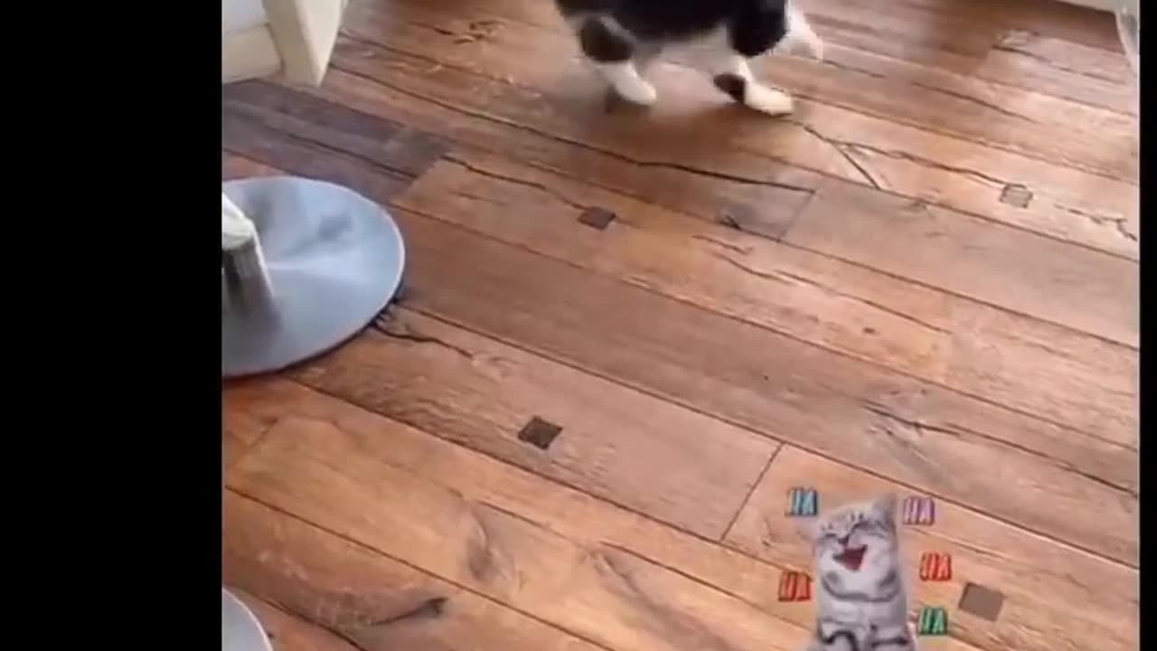 Funniest Animal Moments Compilation
