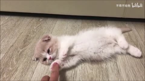 Cute cats to make your mood better