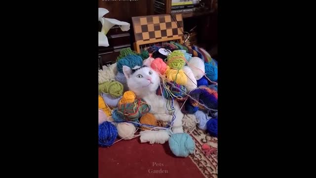 Funny Pets ✪ Cute and Baby Cats Video Compilation #2