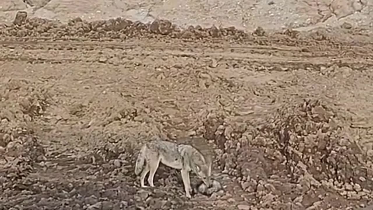 Funny video