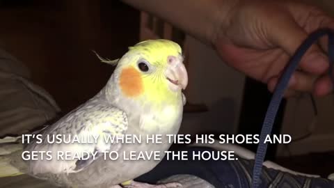 Cockatiel Sings iPhone Ringtone