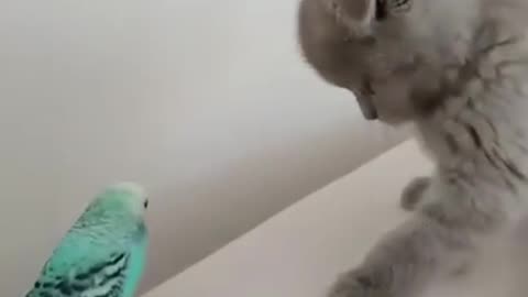 The kitty is being so rude to the sweet little birdie🥺