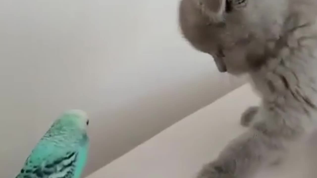 The kitty is being so rude to the sweet little birdie🥺