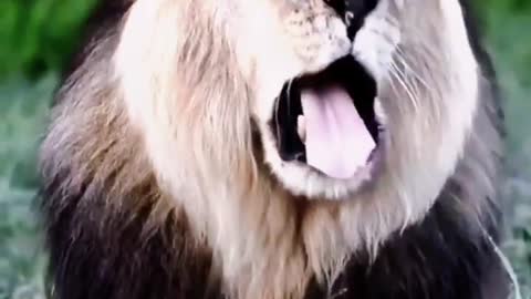 The lion opened his mouth wide