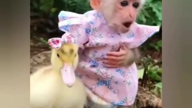 Singe et canard