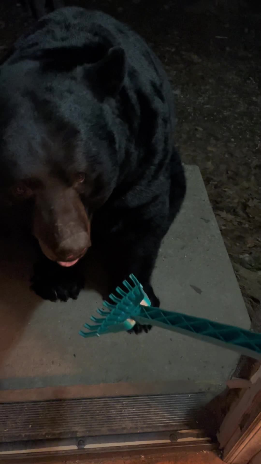 Big Bear Refuses Back Scratch