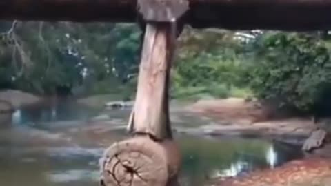 logging truck crossing wooden bridge fail