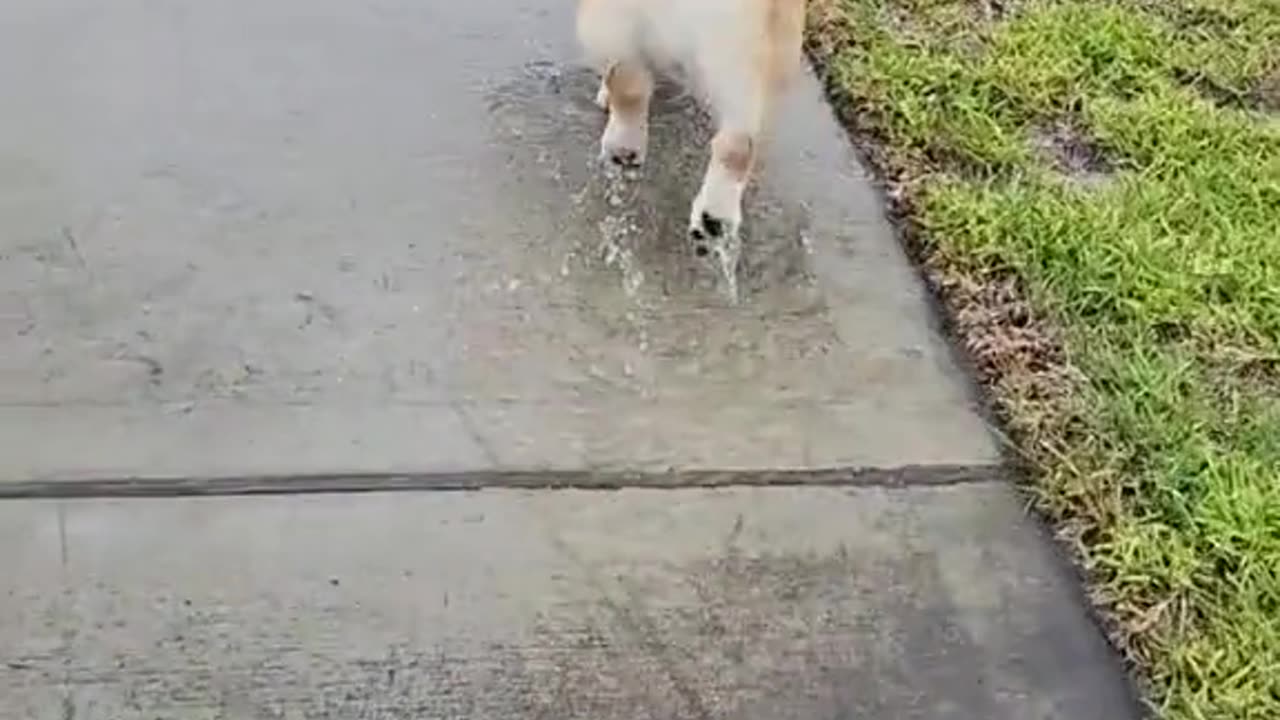 What do you do when it's raining outside? 🐶🌧️