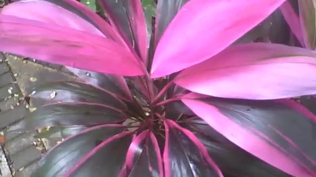 Linda dracena rosa e verde no jardim botânico, uma planta bonita [Nature & Animals]