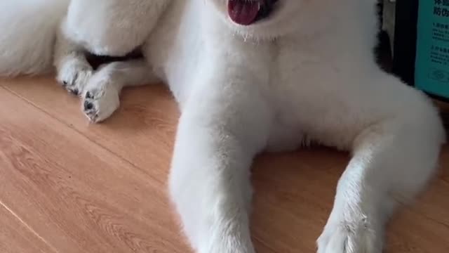 I don't think you've ever seen that lovely Samoyed