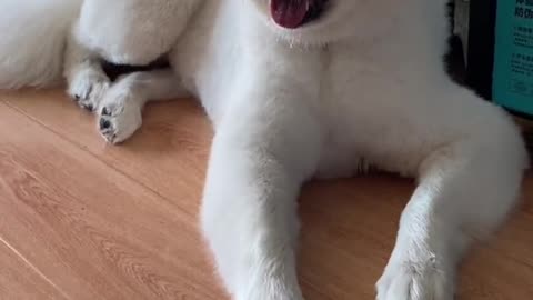 I don't think you've ever seen that lovely Samoyed