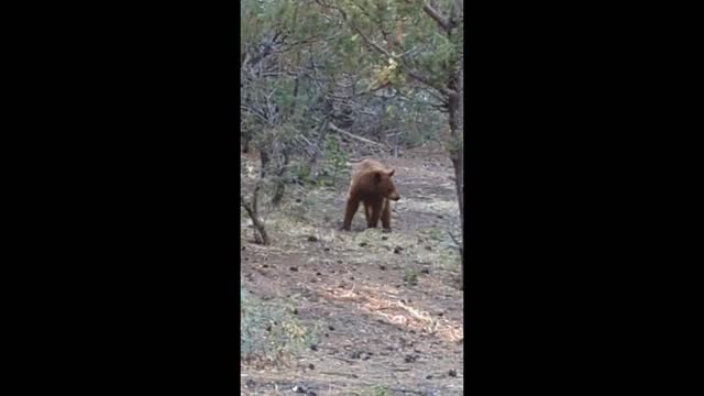 Juvenile bear! Face to face with me!