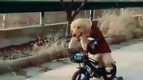 The dog is riding a bicycle very funny video 🤣🤣🤣🤣