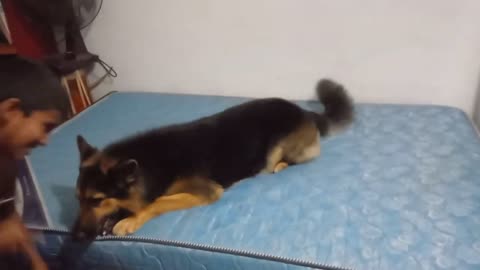 Bruno-Dad brought a new mattress #pet #puppies #dog #short #shortvideo