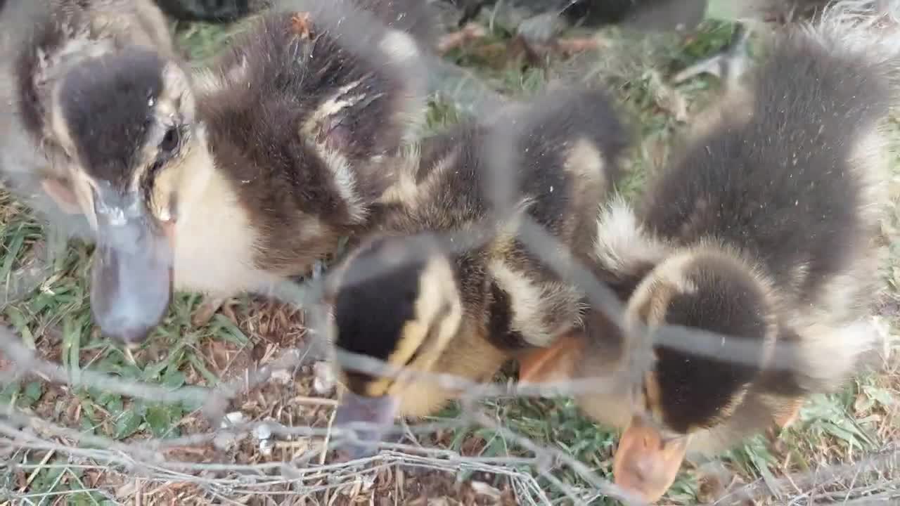 Patitos pidiendo comida.