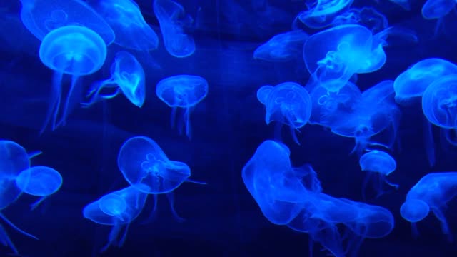 jelly blue fish