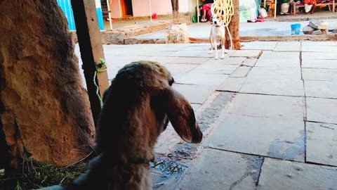 Dog started barking seeing the sheep | dogs videos