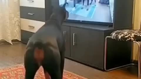 Dog Trying to get in shape😂🤣