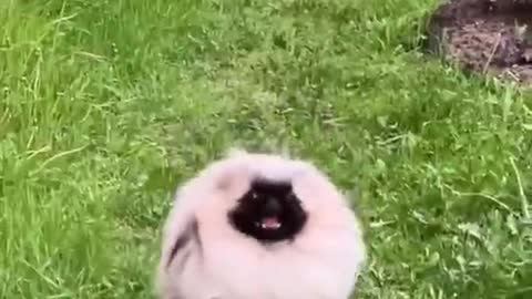 This dog has too much hair. What do you say he does when he takes a bath?