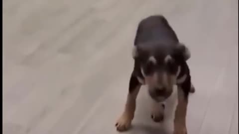 funny cat dog video