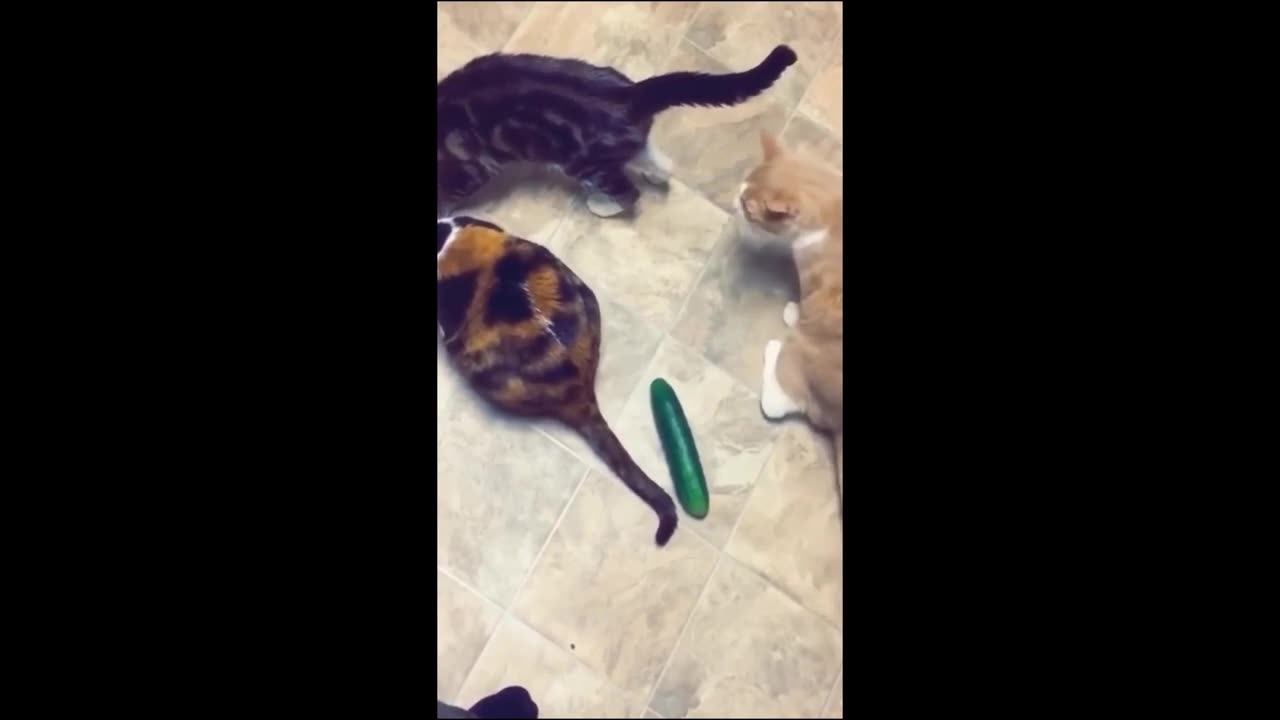 Funny animal videos 2023 - Funny cats/dogs - Funny animals Part71/Haypyy Pett
