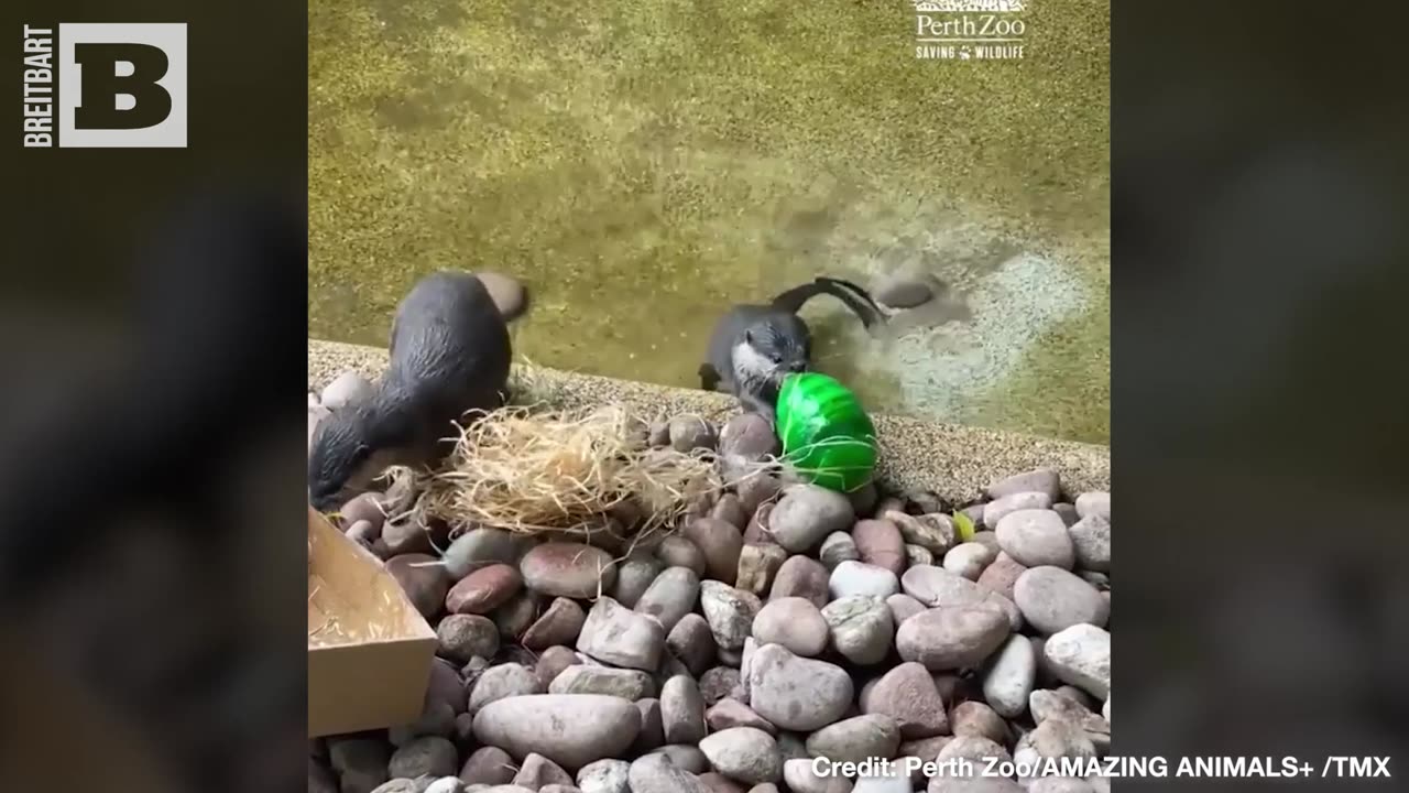 Not Your Usual Basket! Otters in Australian Zoo Get Easter Treat