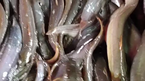 Amazing Shing Fish Video In Fish Market Dhaka#shorts