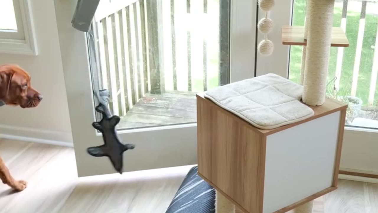 Teaching my dog to open the door thinking 🤔 nothing could go wrong!