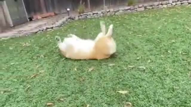 Cute Corgi Yoga