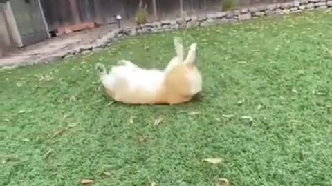 Cute Corgi Yoga