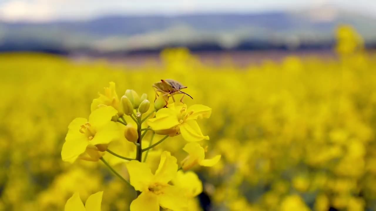 The flowers scenery about nature