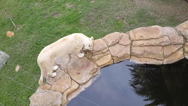 White Lioness enjoys a drink of water