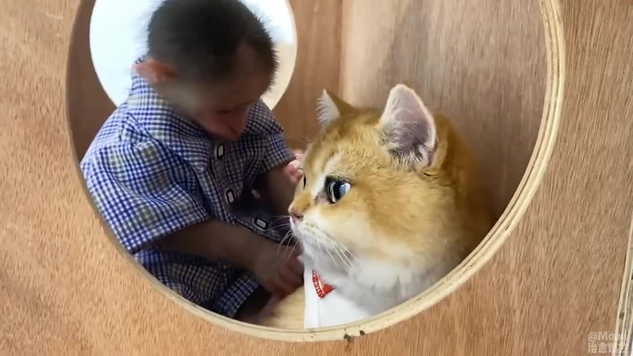 Khỉ con và những người bạn😘🙉🥰