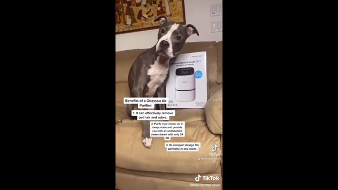 Funny Animal Videos.