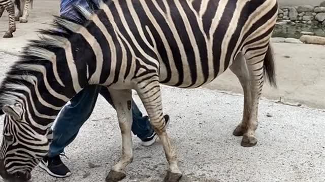 A zebra