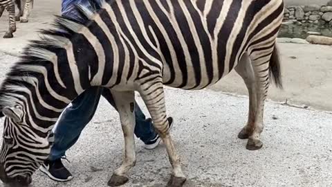 A zebra