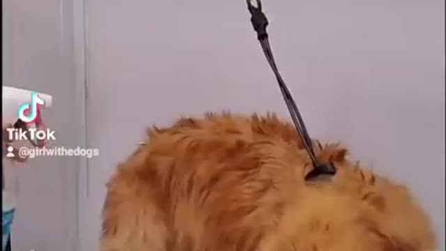 Most well behaved Golden Retriever EVER- Our Pets 🐶