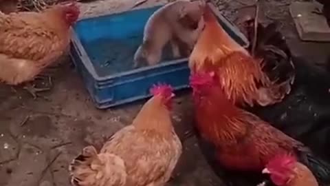 Hard dogfight