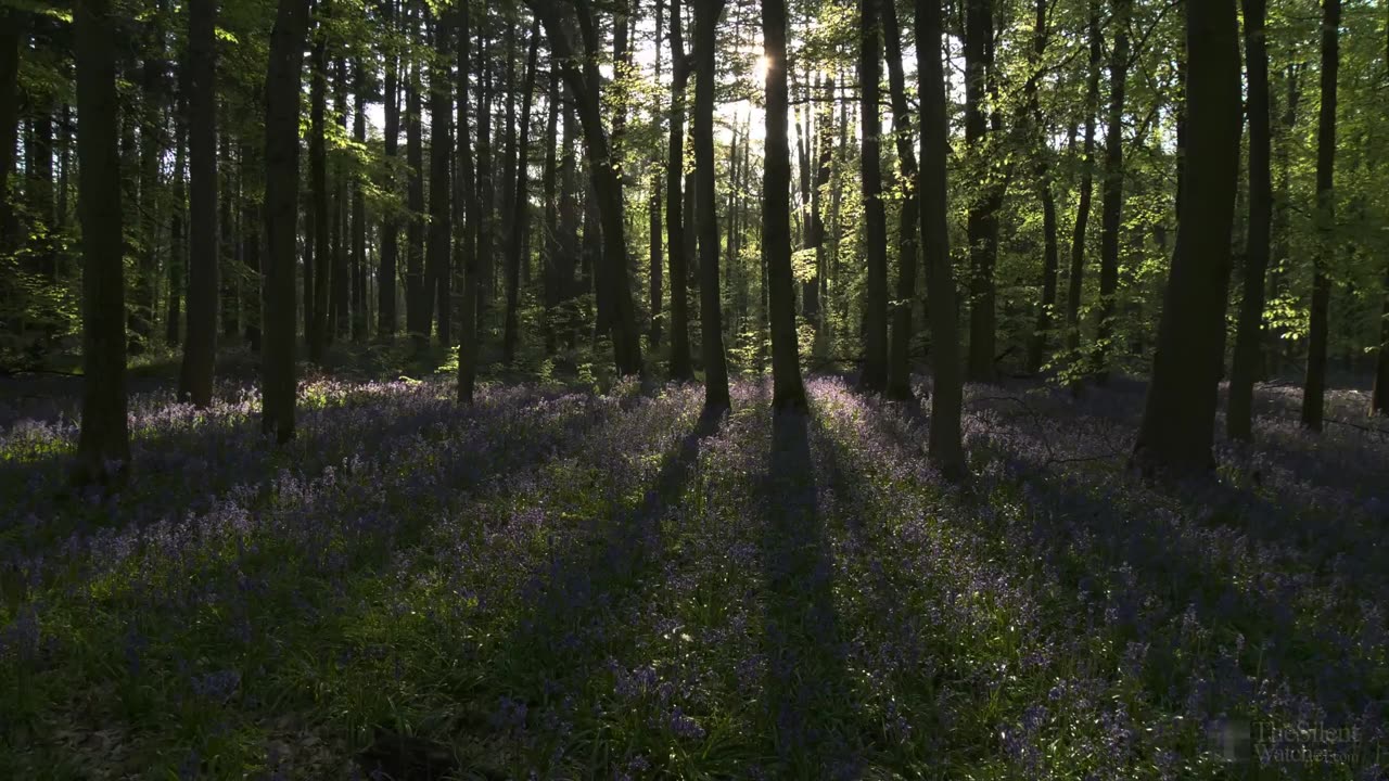 Bluebell Woods - English Forest - Birds Singing - No Loop - Relaxing Nature Video & Sounds