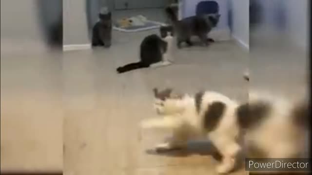 Funniest cats video # part 5