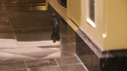 A bird shopping at the Palazzo Casino in Las Vegas.