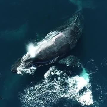 big whale Comparison with Dolphin