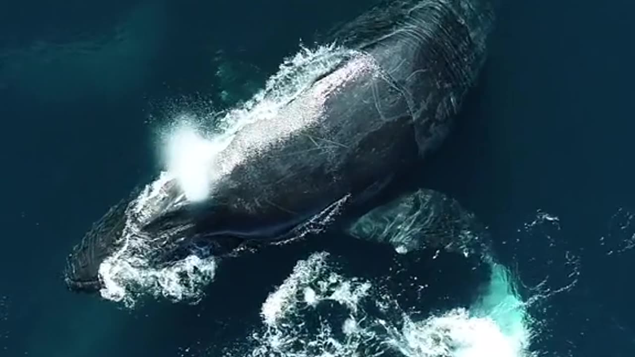 big whale Comparison with Dolphin