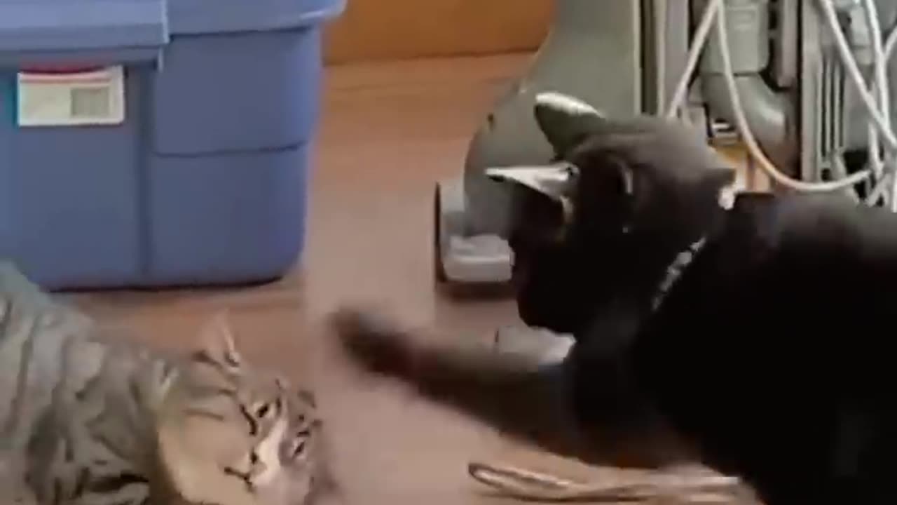 Cute animals